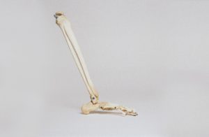 leg skeleton