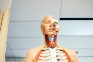 Model anatomie humaine